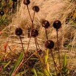 echinacea, stipa, grass, seed heads