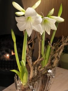 amaryllis bulbs, garden, blooms, flowers,