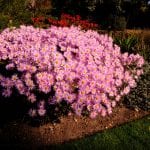 The Dell Garden, Chrysanthemum, pink, plant, garden