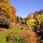 Foggy Bottom Garden, gardens, conifers, colour, autumn