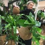RHS Urban Garden Show 2018, okedama, indoor, houseplant
