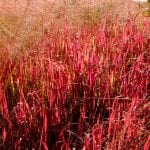 Oudolf Field at Hauser and Wirth update,persicaria, garden, plant