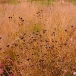 Oudolf Field at Hauser and Wirth update, grass, garden,