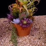 RHS Urban Garden Show 2018, succulents, terraria, terrarium