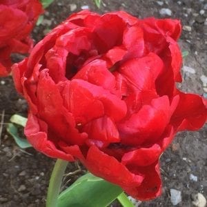 tulips, bulbs red bloom