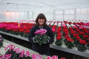 lady holding a cyclamen plant in a glasshouse