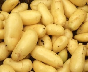 potato tubers, belle de fontenay
