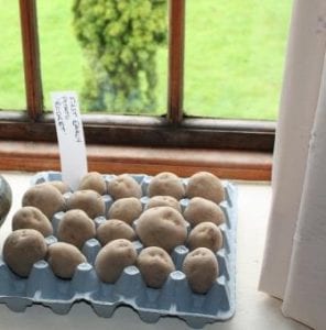 potato tubers on a windowsill