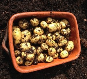 freshly harvested new potatoes