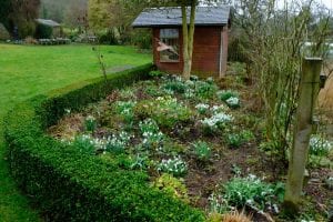 the snowdrops at Elworthy Cottage, galanthus, snowdrop, bulb