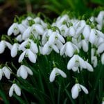 Galanthus Ginns Imperati, the snowdrops at elworthy cottage, snowdrop, bulb 