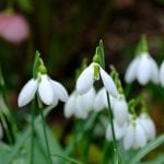 the snowdrops at elworthy cottage, galanthus, bulbs, snowdrop