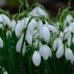 the snowdrops at elworthy cottage, galanthus, bulb, snowdrop