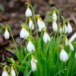 the snowdriops at elworthy cottage, galanthus, snowdrop, bulb