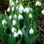 the snowdrops at elworthy cottage, snowdrop, galanthus, bulb