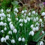 the snowdrops at elworthy cottage, snowdrop, galanthus, bulbs