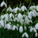 the snowdrops at elworthy cottage, snowdrops, bulbs galanthus