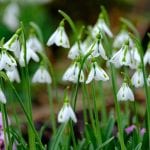 the snowdrops of elworthy cottage, galanthus, bulb, snowdrop