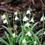 the snowdrops of elworthy cottage, bulbs, flowers, galanthus