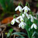 the snowdrops at elworthy cottage, galanthus, bulbs, flowers