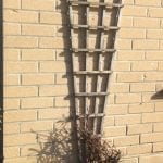 Clematis pruning simplified, fan trellis