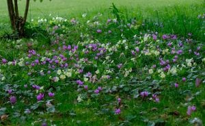 cyclamen, primrose, bulbs, broadleigh gardens