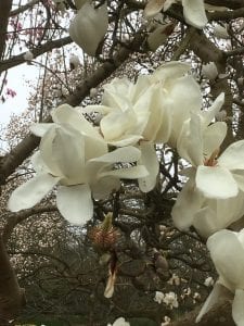 magnolias at kew gardens, yulan, magnolia, garden, kew