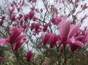 magnolias at kew gardens, galaxy, magnolia, garden, spring