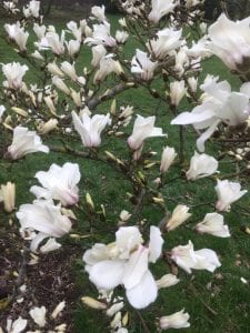 magnolias at kew gardens, magnolia, garden, kew