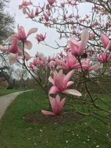 Magnolias at kew gardens, magnolia, star wars