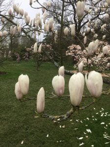 magnolias at kew gardens, magnolia, garden, botanic garden