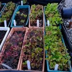 peony, paeonia, seedlings, garden, plants