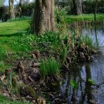 broadleigh gardens, plants, swamp cypress