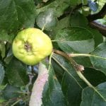 apple, aphis, aphids, Fruit Crop Thinning
