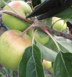 Fruit Crop Thinning, apples