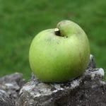 apple, fruit, Fruit Crop Thinning