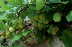 fruit crop thinning, plum fruits