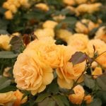 Absolutely Fabulous yellow rose, July rose care