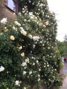 Rambling rose on a wall, July rose care