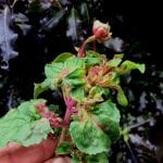 Fuchsia Gall Mite damage