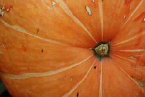 closeup of a ripe pumpkin