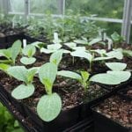 Pumpkin and squash seedlings in pots