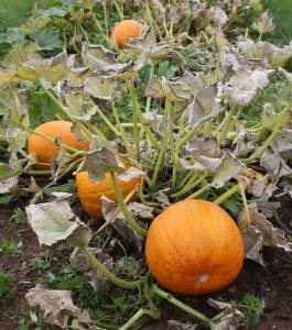 pumpkins ripening in a field