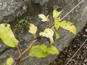Yellow pear leaves lacking nitrogen