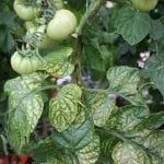 tomato leaves with magnesium deficiency symptoms, nutrient deficiencies of plants