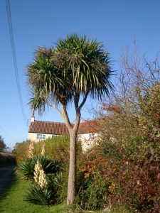 Torbay palm tree, Cordyline