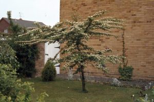 Cotoneaster tree in a garden