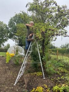 Henchman tripod ladder and tree