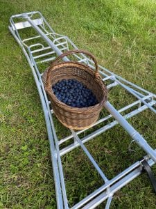 Henchman tripod ladder with basket of bullace plums