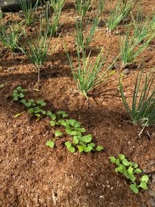 vegetable plants with mulch